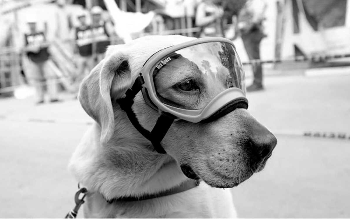 anuncian muerte de frida perrita rescatista mexico