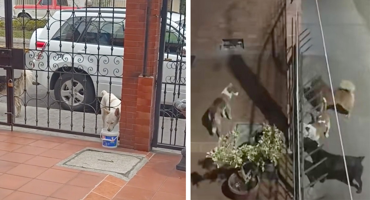 Joven ayuda a perritos en situación de calle