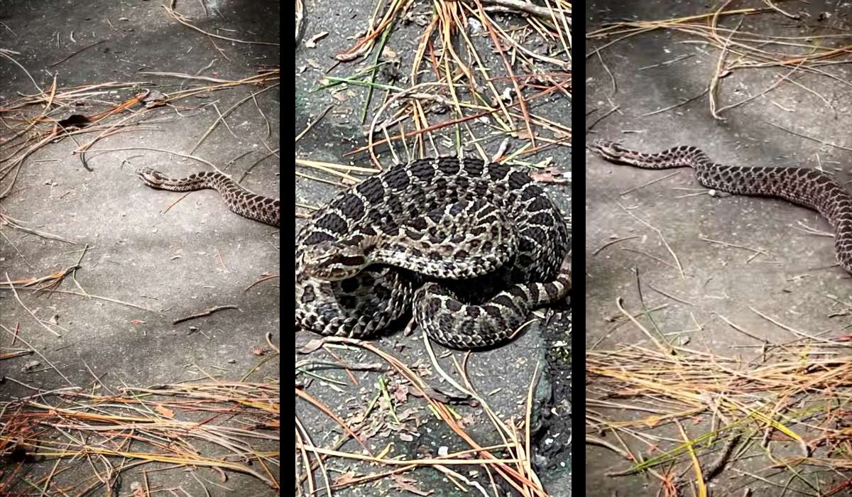 ¡Cuidado!, Captan víboras en el Parque Bicentenario de Metepec 