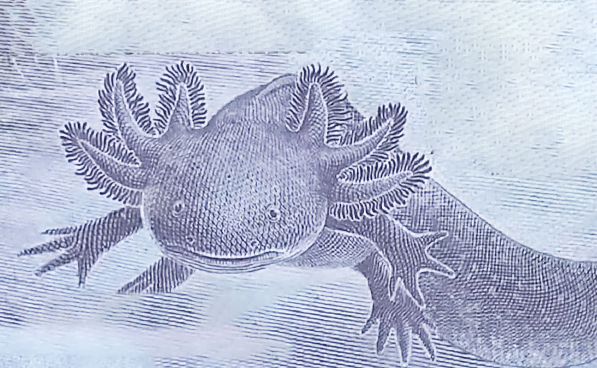 Ajolotario de Parque Sierra Morelos