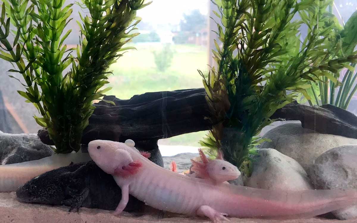 ubicacion ajolotario toluca