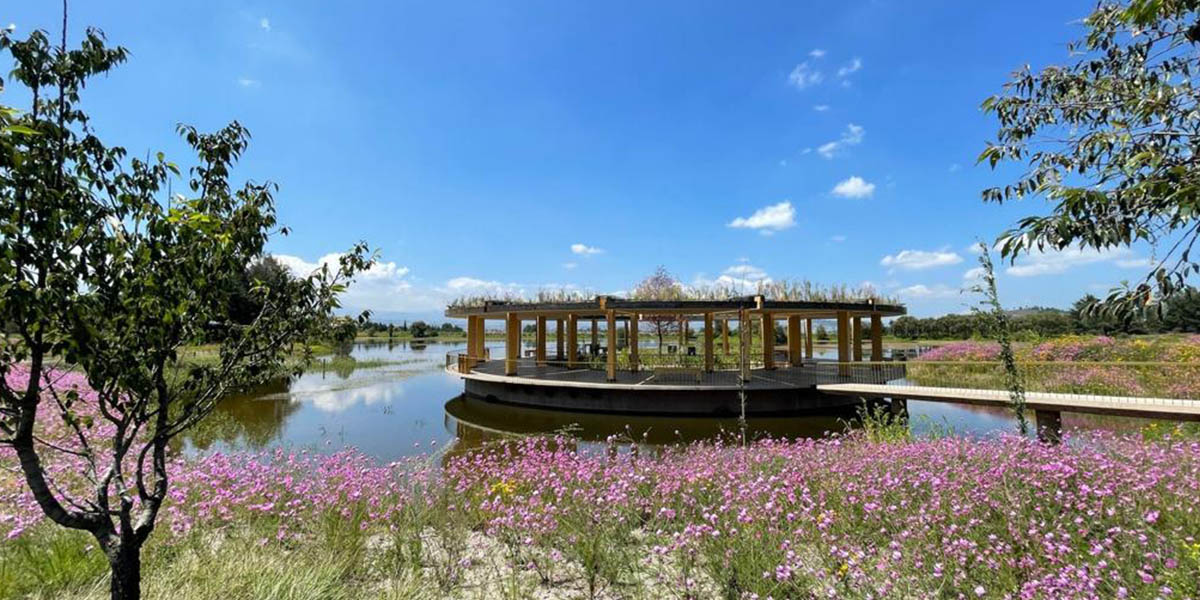 Ajolotes en Toluca ¿Dónde puedo ir a visitarlos y cuánto cuesta?