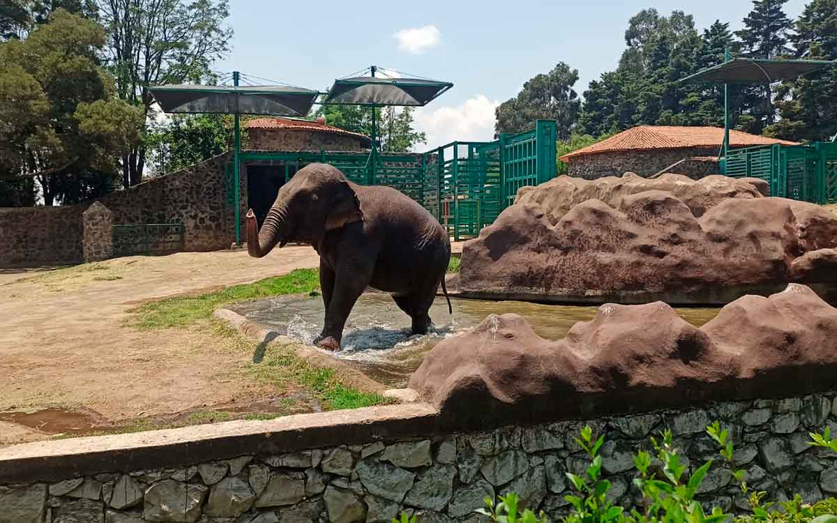 elefante del zoologico de zacango en toluca