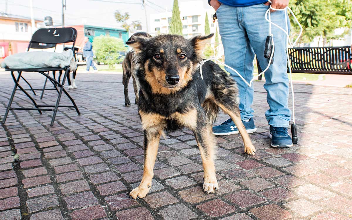 perro en campaña de esterilizacion gratis toluca