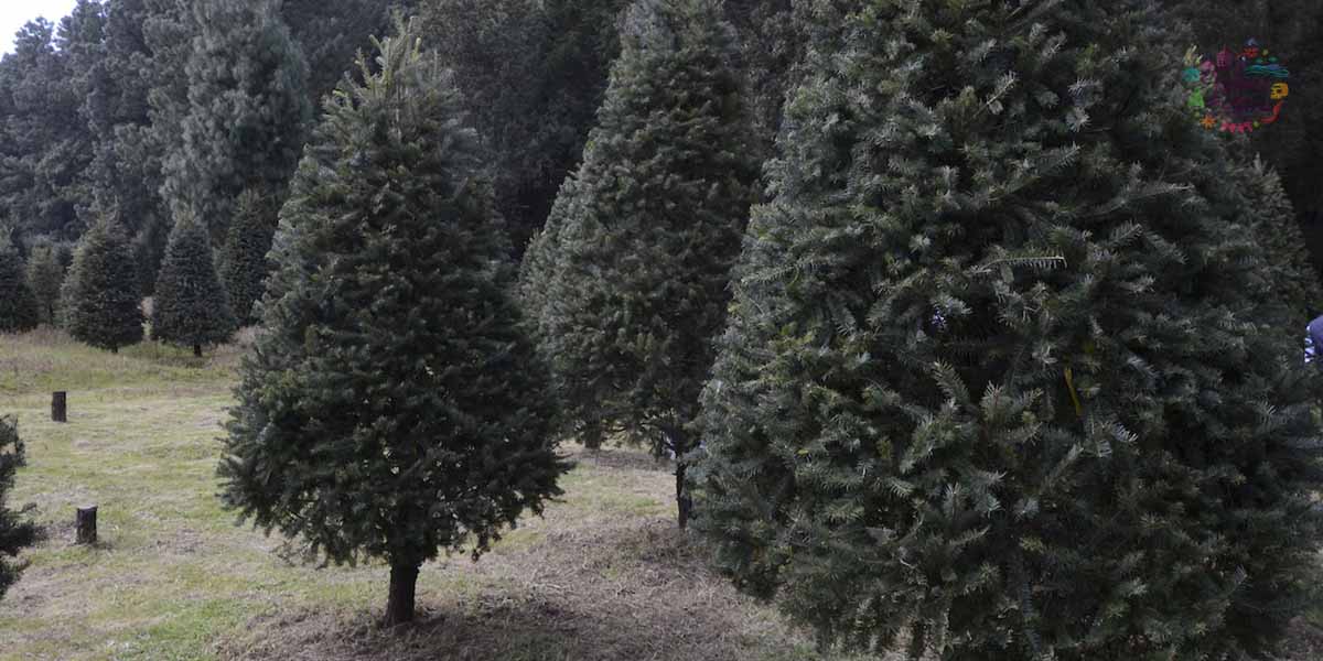 Árbol de Navidad ¿Dónde puedo llevar a reciclar el mío?