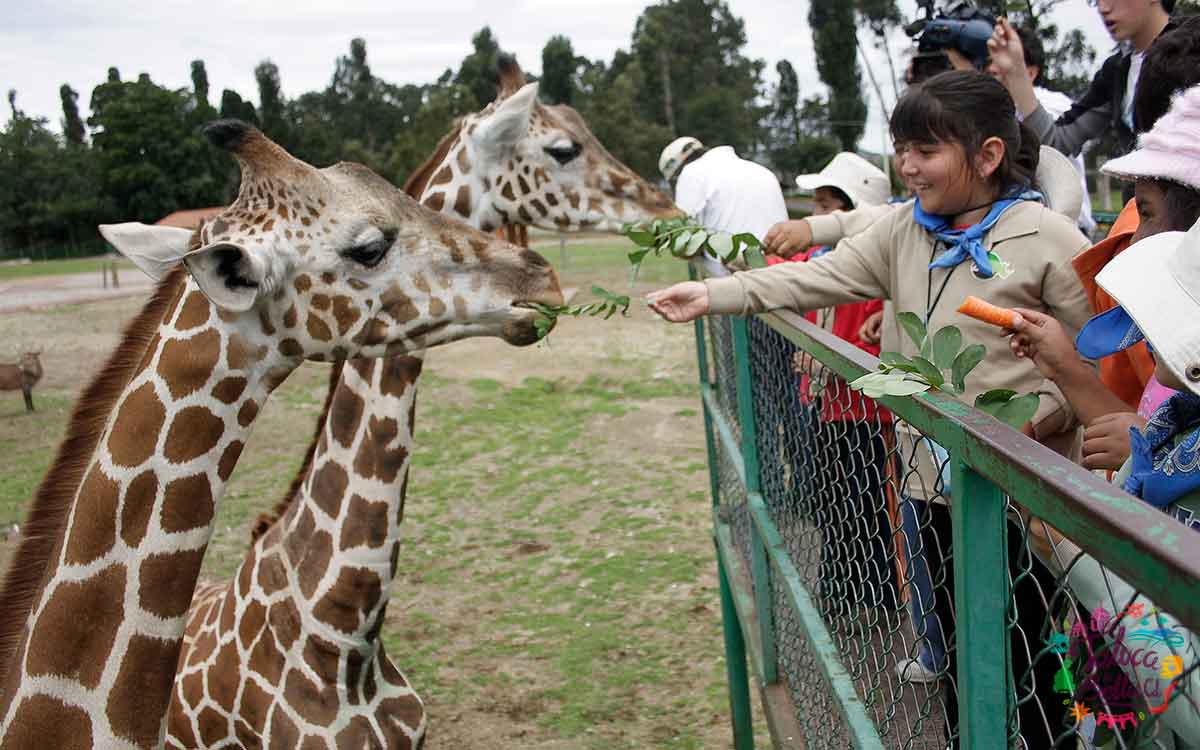 niños dando de comer a jirafas en zoologico de zacango