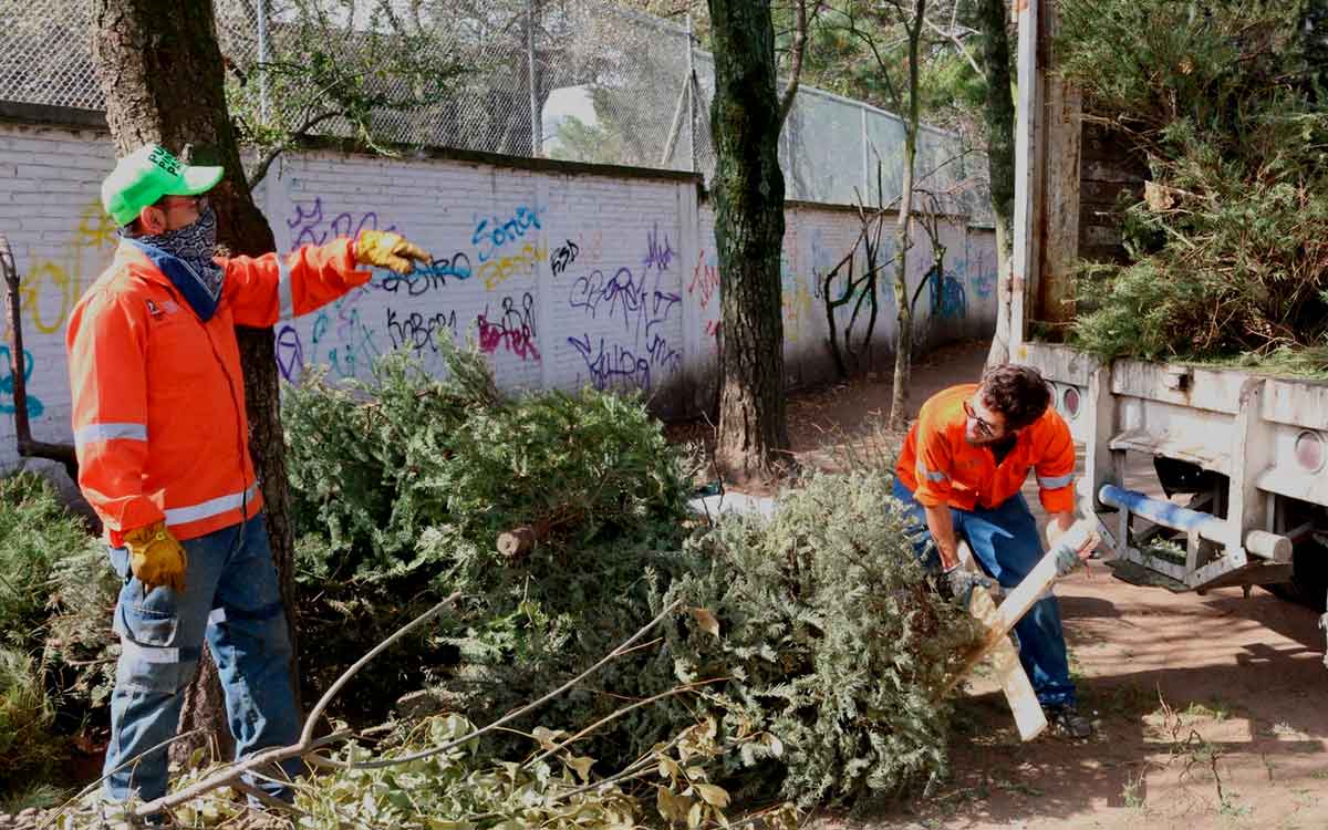 personas reciclando árbol de navidad toluca