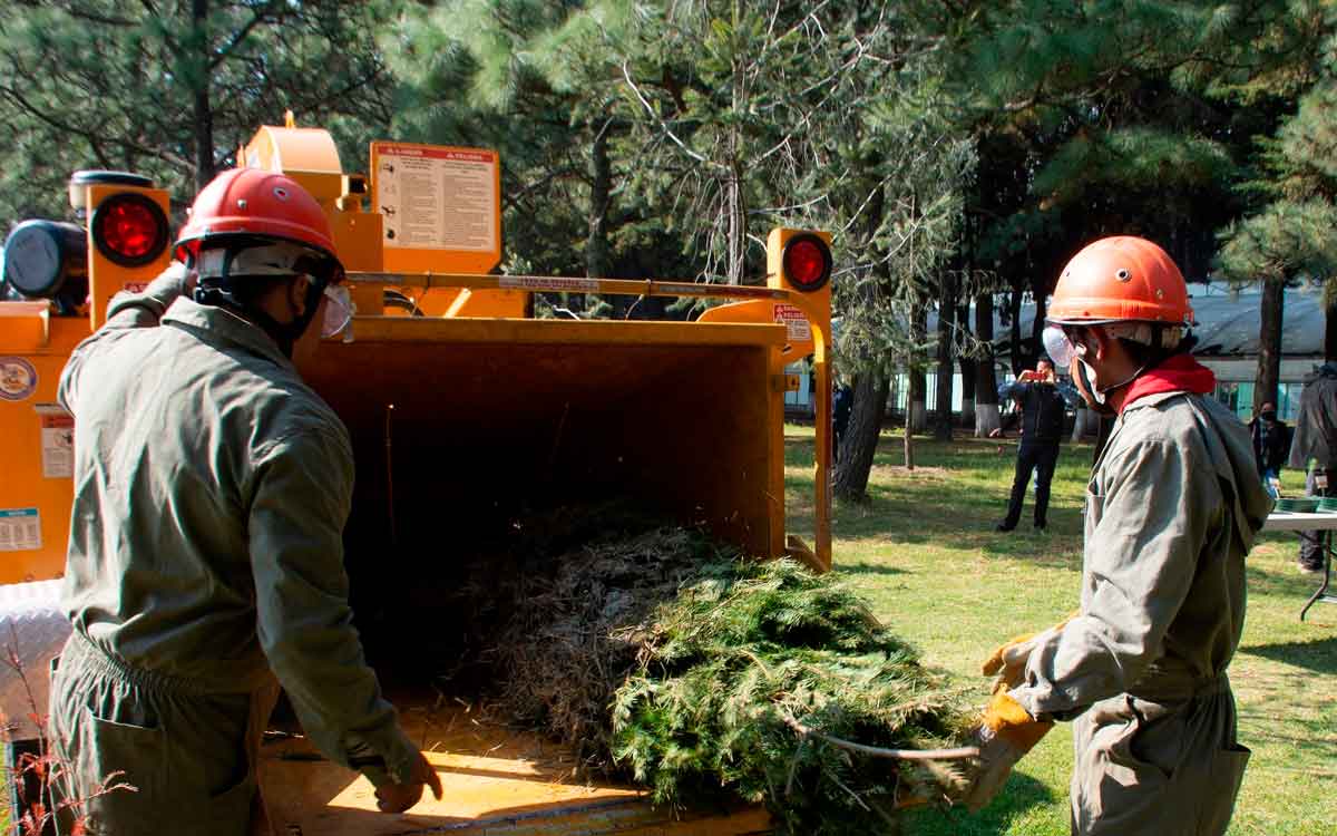 personas reciclando arbol de navidad en toluca y edomex