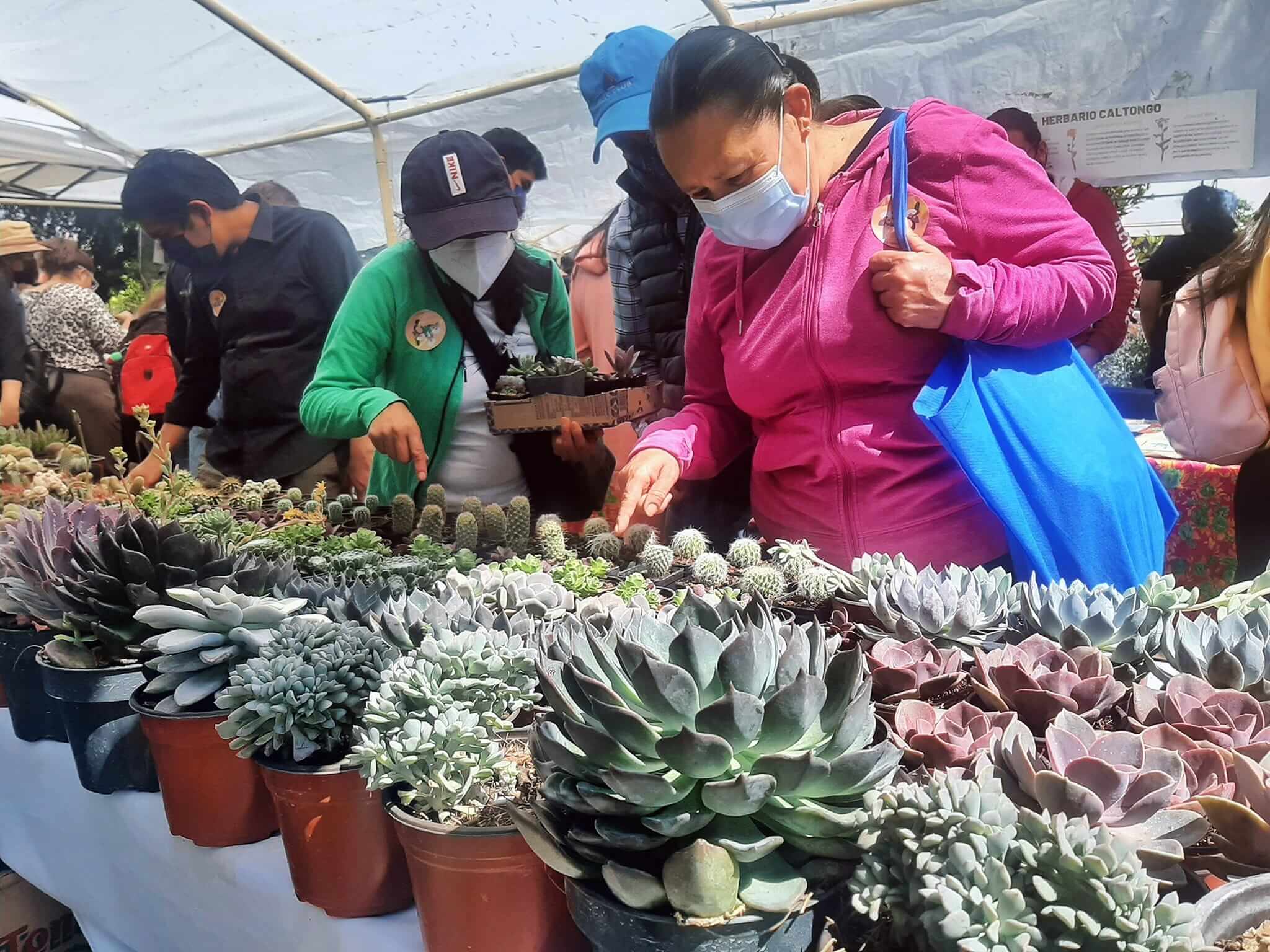 Expo cactus y suculentas
