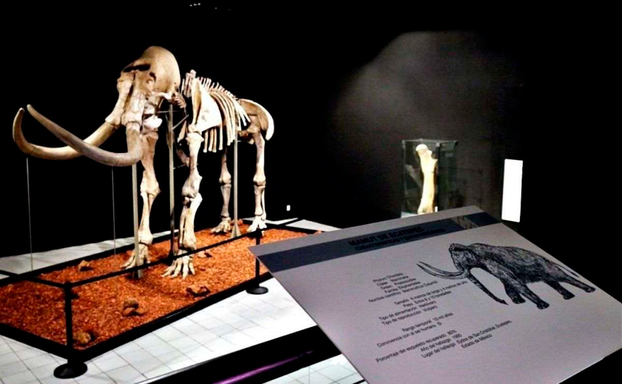 El Mamut de Ecatepec, ¡aún estas a tiempo de visitar esta increíble exposición!