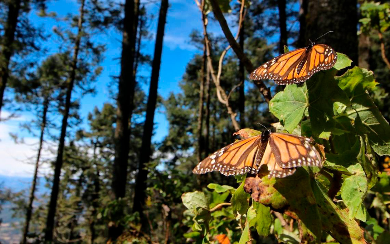 Santuarios de la mariposa monarca en el EDOMÉX