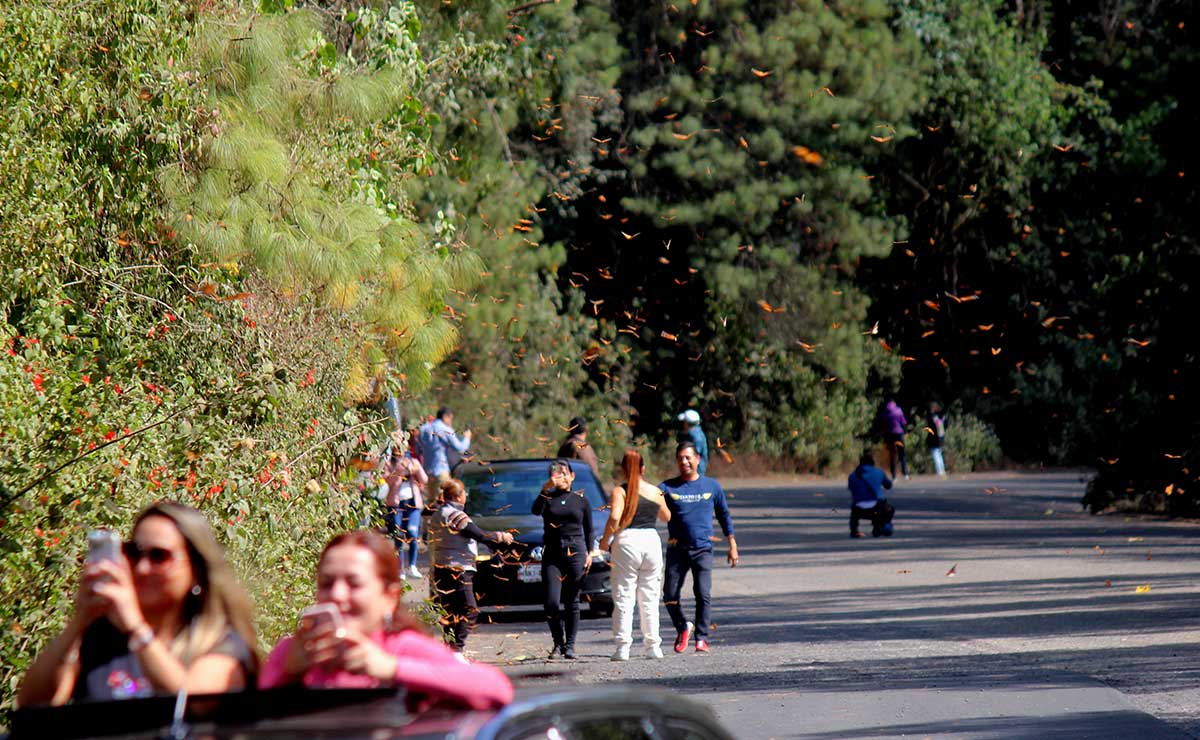 Avistamiento de mariposa monarca en Edomex