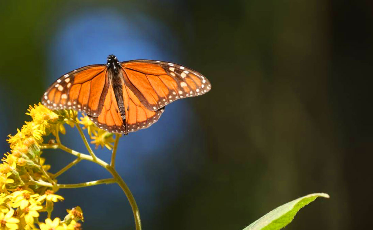 Mariposa Monarca en el Edomex