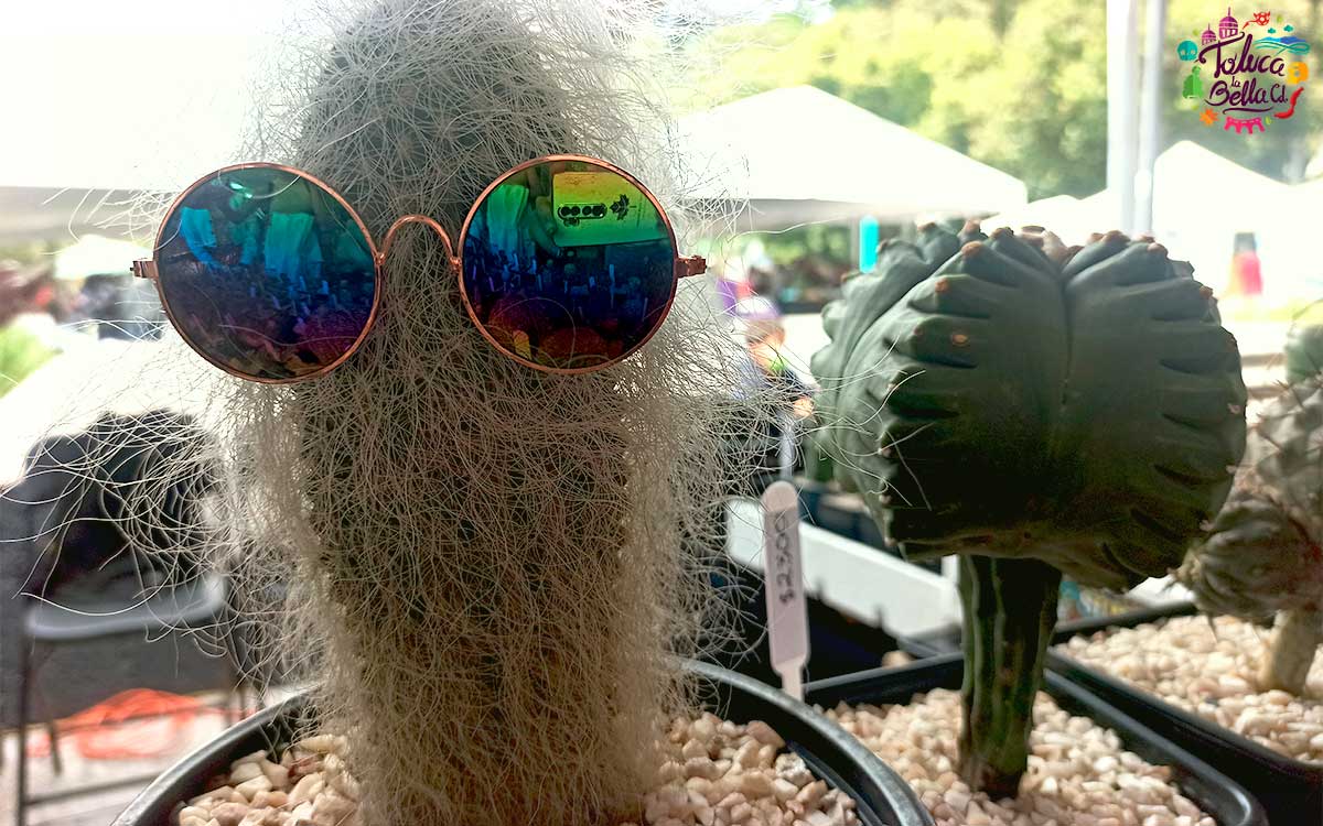 productos del plant fest 2023 en cdmx