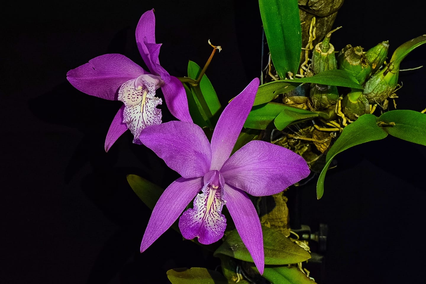 No te pierdas del festival de orquídeas más bello de este 2023