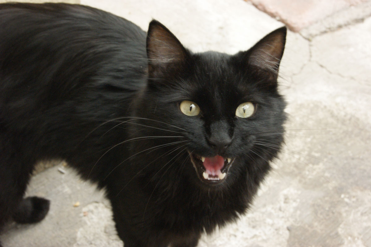 Lleva a tu mascota a la campaña de esterilización gratuita UAEMex