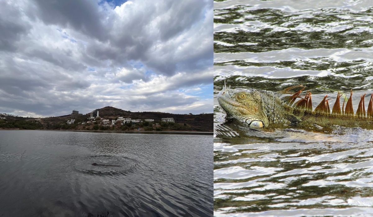 Imagen subida por el gobierno de Atizapán sobre e dinosaurio en presa del EdoMéx