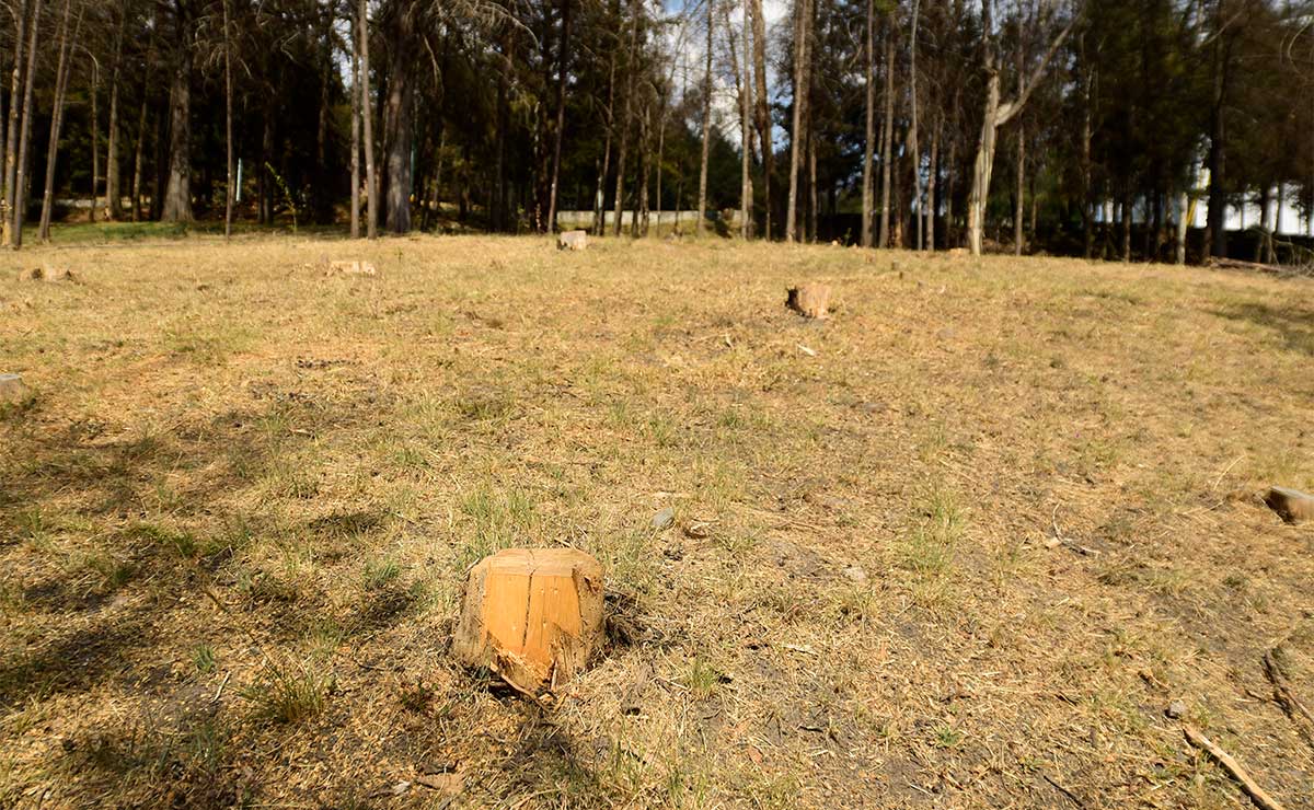 Tala de árboles en CU