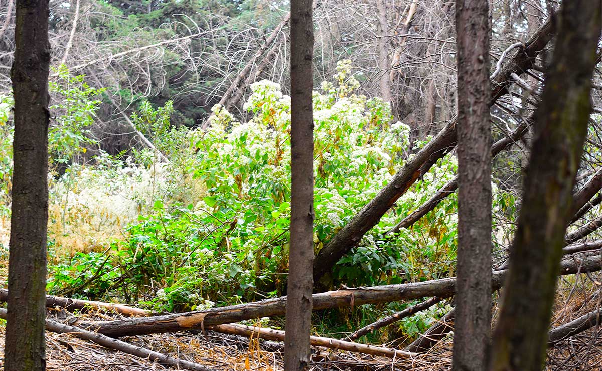 Tala de árboles en CU Toluca