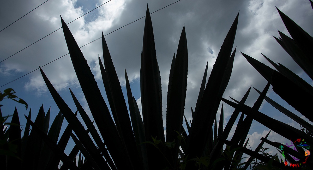 ¡A gozar! Conoce los detalles del Agave Fest Toluca 2023