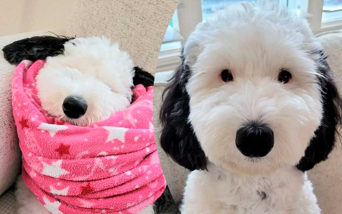 hermosa perro bayley snoopy vida real