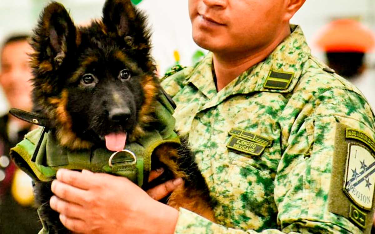 soldado con cachorro turco con uniforme en mexico
