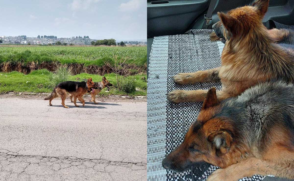 Perritos caminando solitariamente en la calle