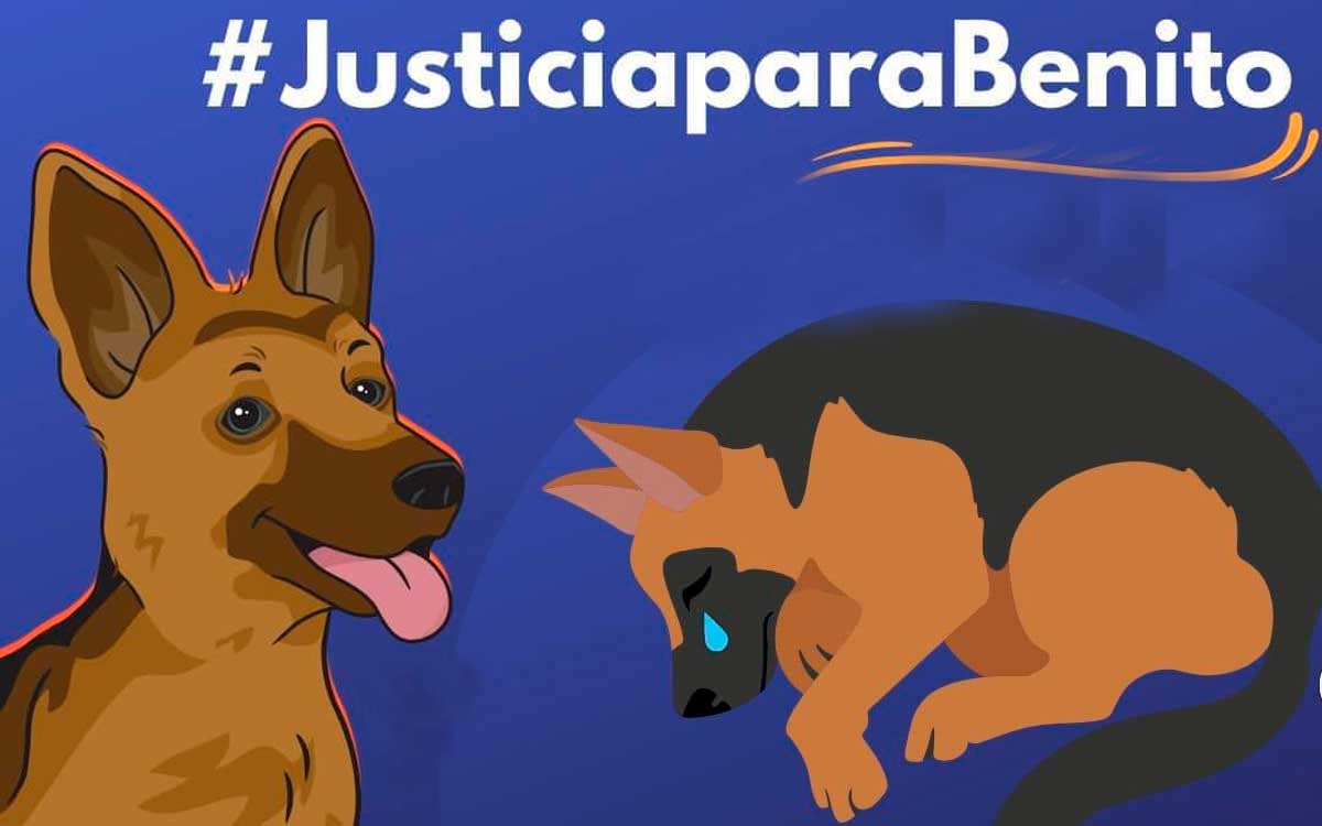 atrapan al culpable de maltrato animal tecamac exigen justicia para benito