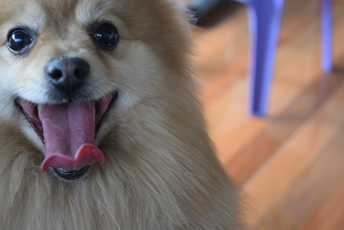 imagen de perrito por si te interesa adoptar un lomito