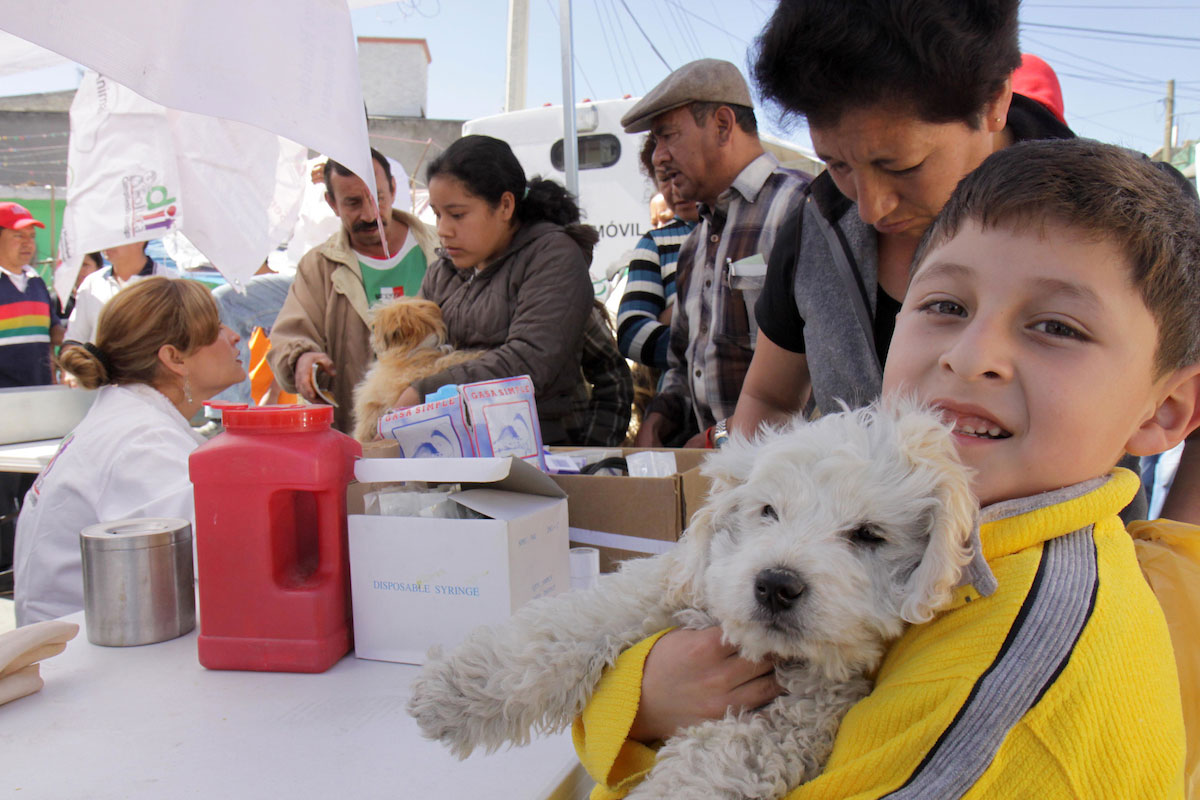 adopción canina y felina en metepec junio 2023