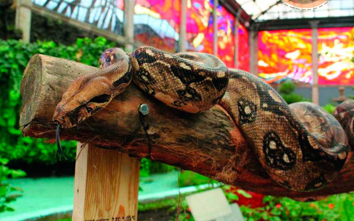 ejemplar en arbol durante festival de la serpiente metepec 2023