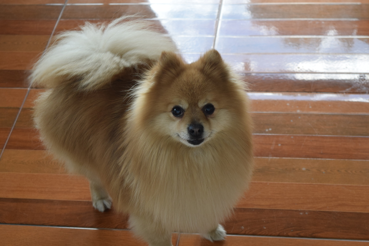 imagen de perro por esterilizar a tu lomito o gatito