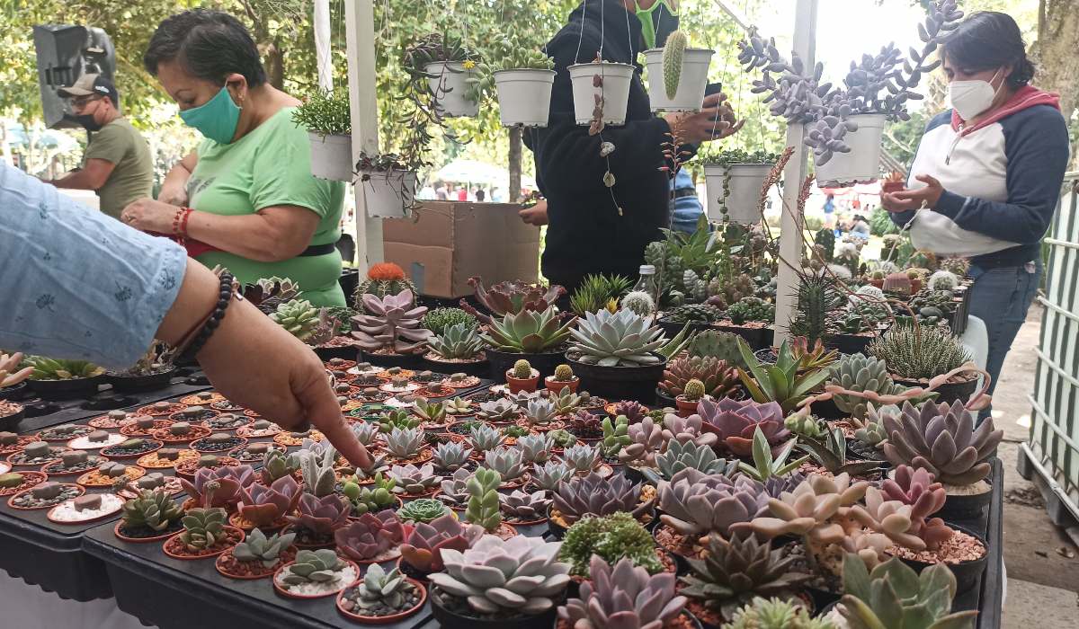 Varias macetas el Festival Plantero Toluca 2023