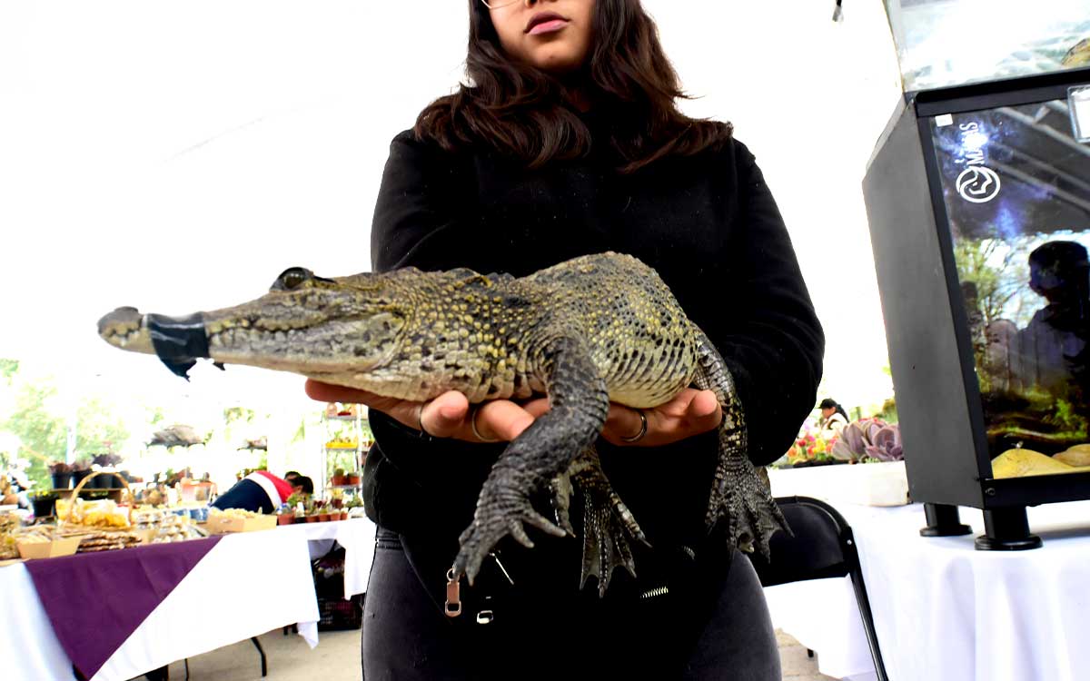 cocodrilo en expo serpientes y reptiles exoticos toluca 2023