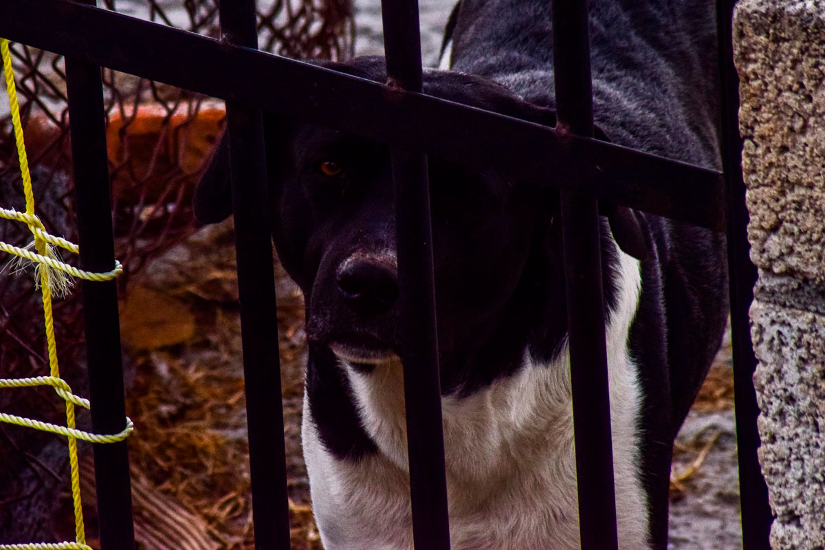 Marcha en la cdmx en defensa de los animales