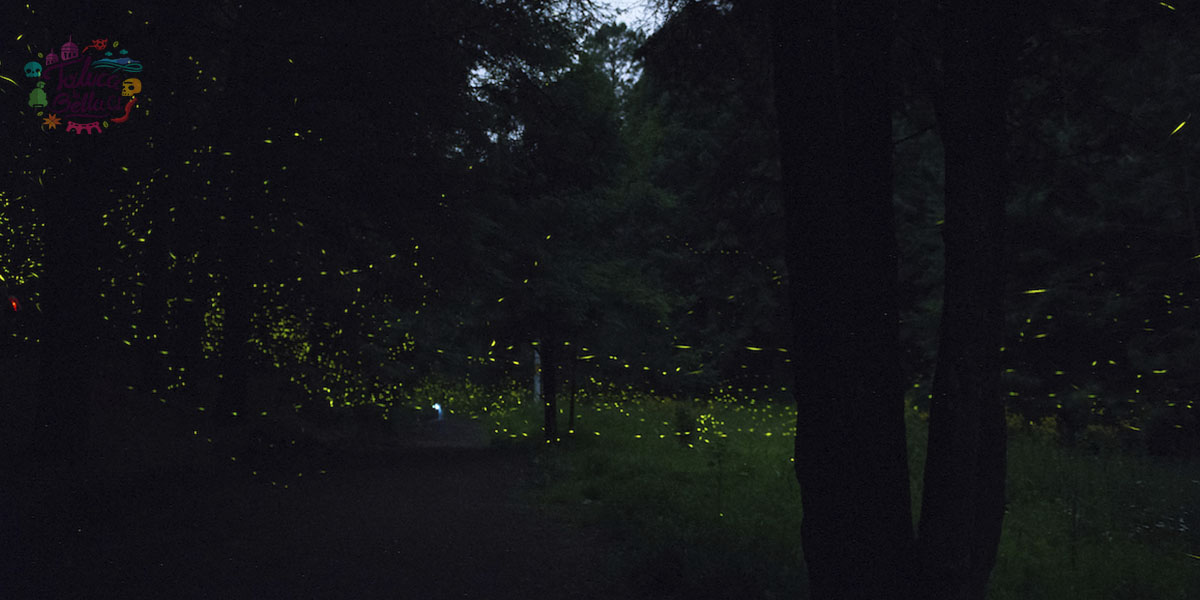 ¿Cuándo y en dónde será el festival de las Luciérnagas 2023?