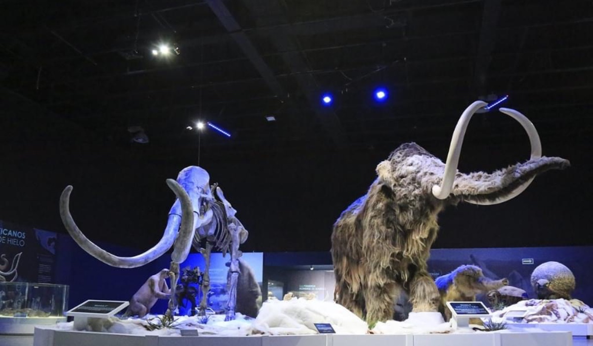 Animales en la Expo de la era de hielo en toluca con mamuts