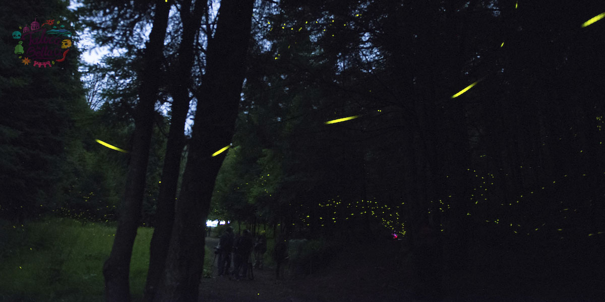 Festival de las Luciérnagas Edomex, checa aquí el programa
