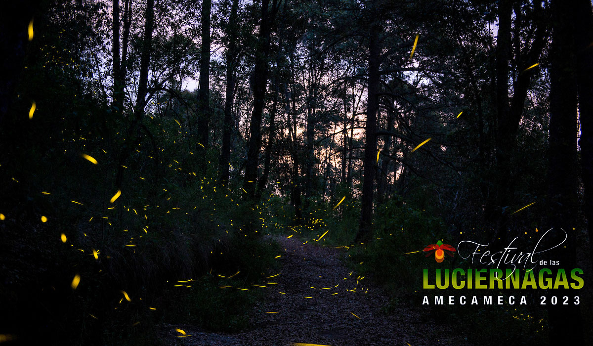 ¿Sin planes para este fin de semana? Disfruta en familia o con tu pareja del Festival de Luciérnagas Amecameca 2023, aquí todos los detalles.