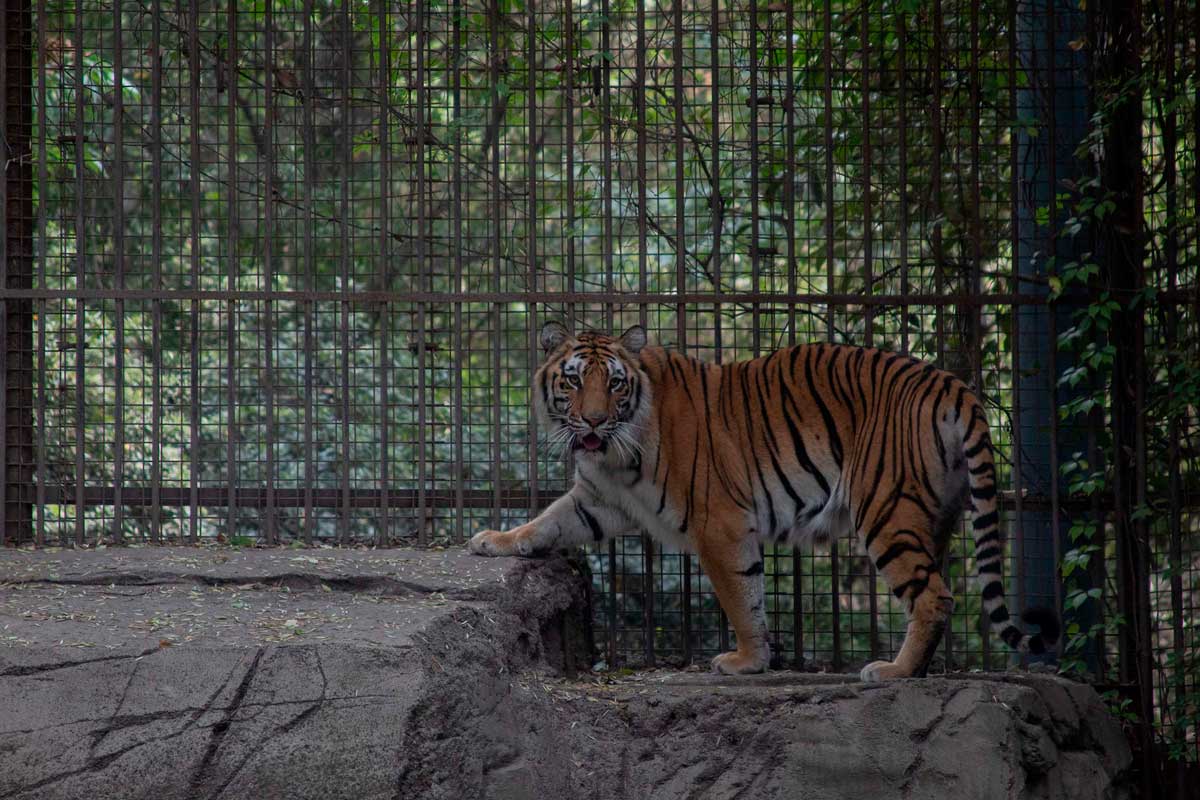 Zoológico de Chapultepec