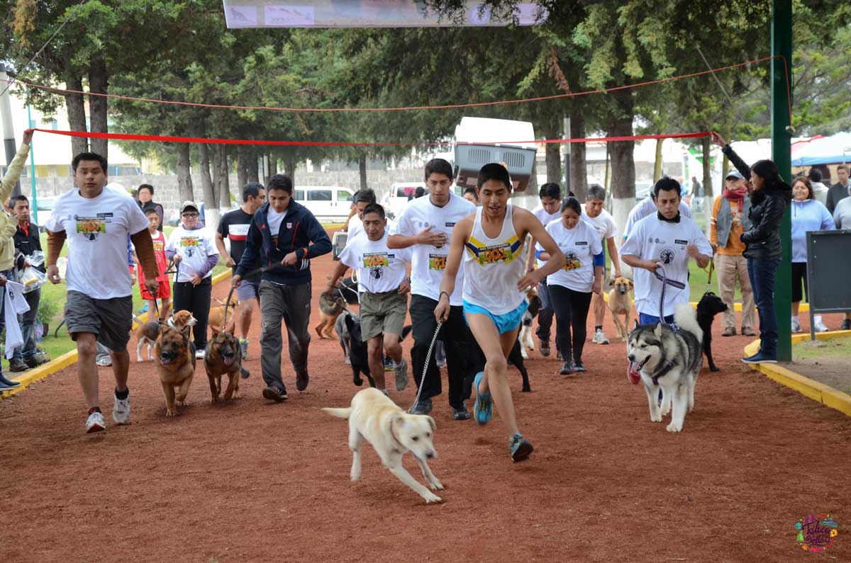 Carrera PET Friendly