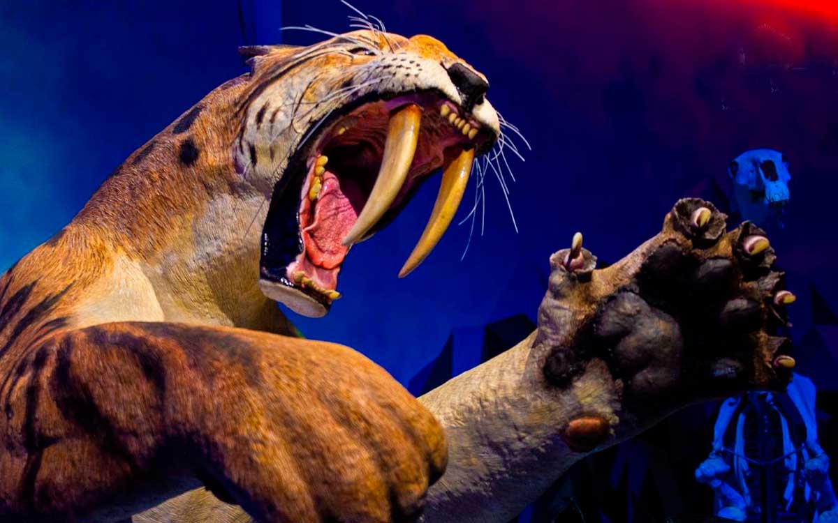 dientes d esable en exposición edad de hielo en Toluca cuanto cuesta la entrada