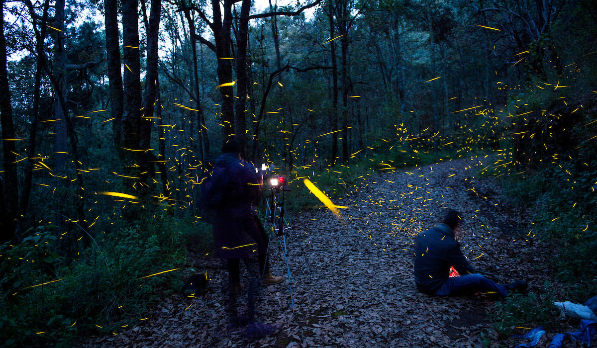 ¿Iras al Festival de las Luciérnagas 2023? ¡Disfruta de una experiencia completa y checa que otros destinos puedes explorar durante tu visita!