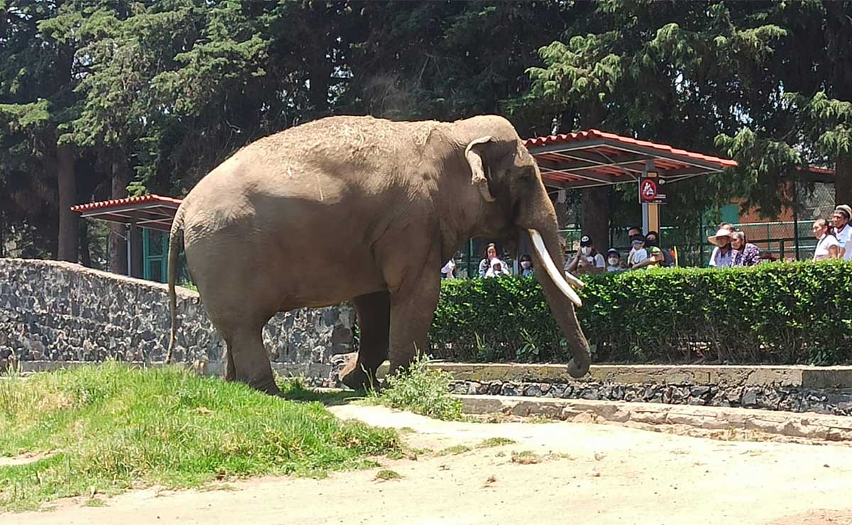 ¿Habrá curso de verano en el Zoológico de Zacango este 2023?