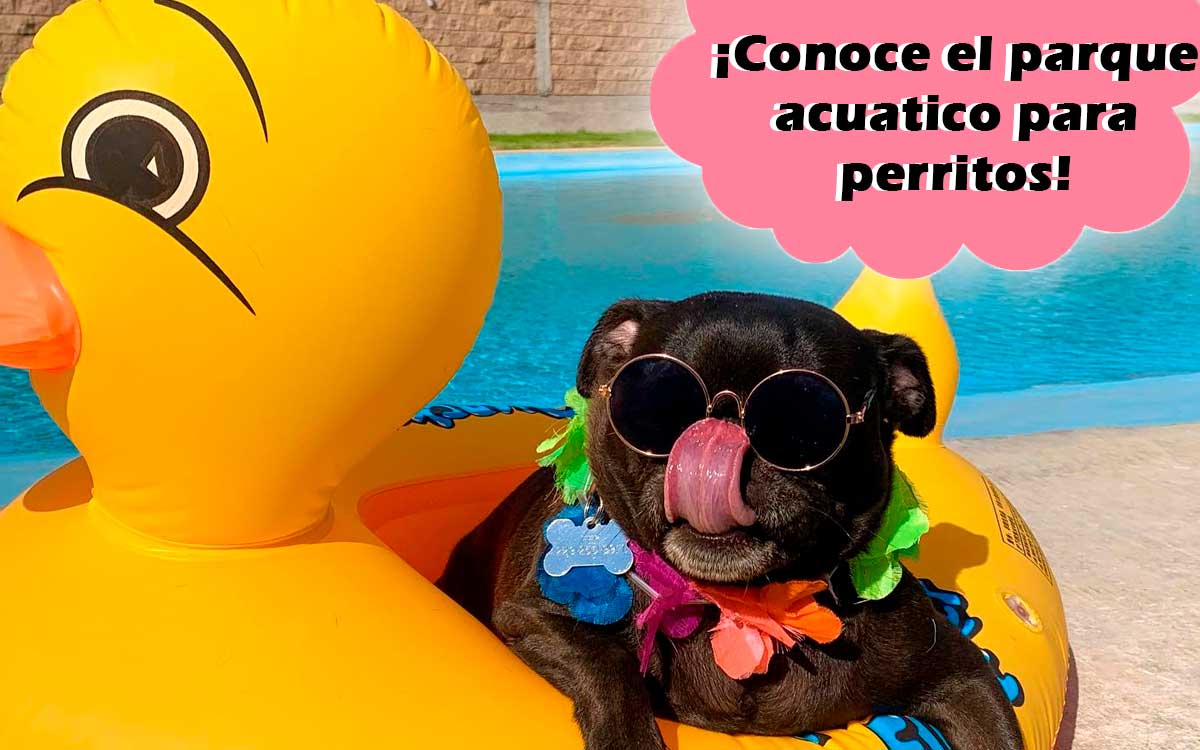 mascota feliz en parque acuatico para perros