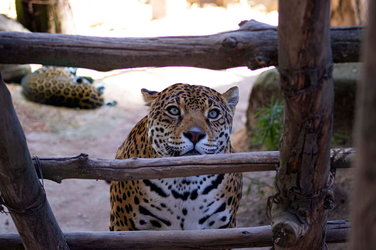 Jaguar en Zoologico de Zacango julio 2023 previo a la reapertura