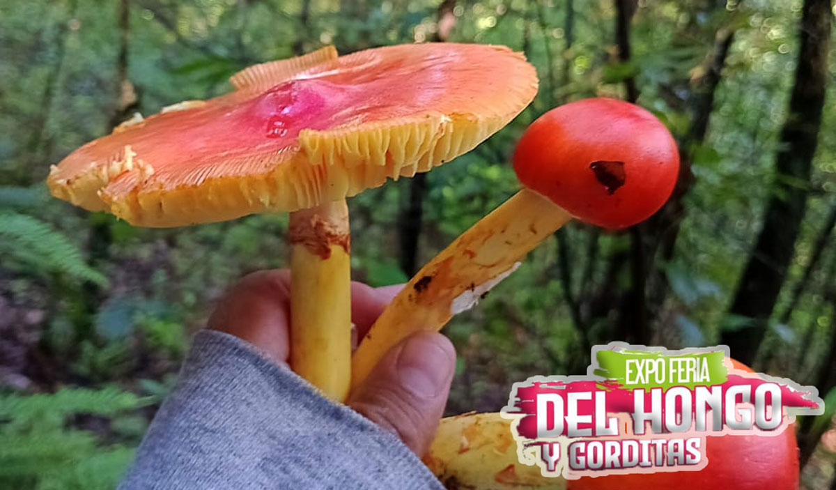 ¿Sin planes para el fin de semana? Visita la Expo-Feria de las setas y las Gorditas Tenancingo 2023. ¡Disfruta de esta experiencia culinaria!