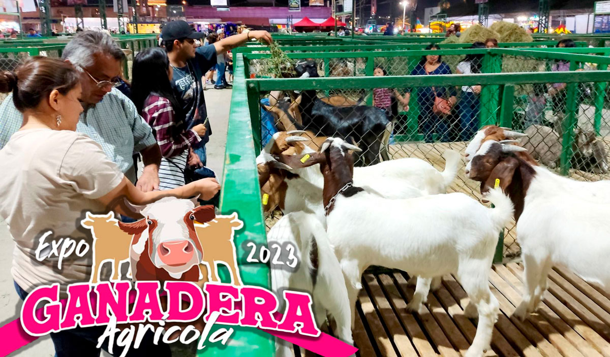 Agarra tus botas, colócate el sombrero y disfruta de la Expo Ganadera Agrícola 2023, checa los días, horarios y actividades del evento.