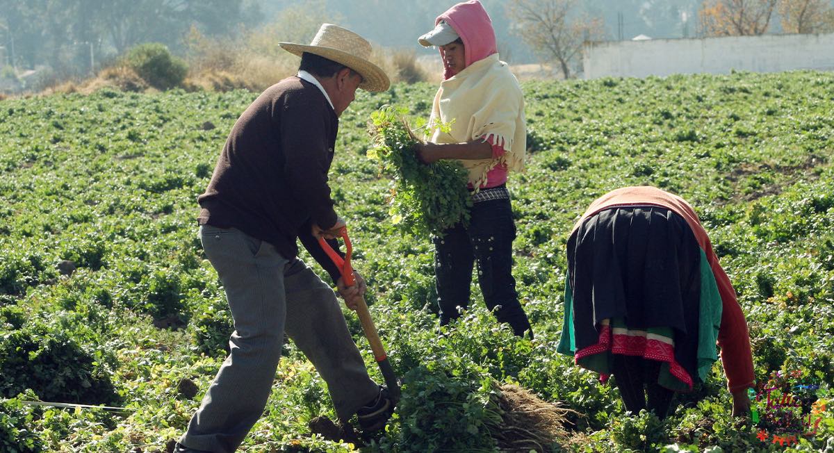 Agricultores trabajando