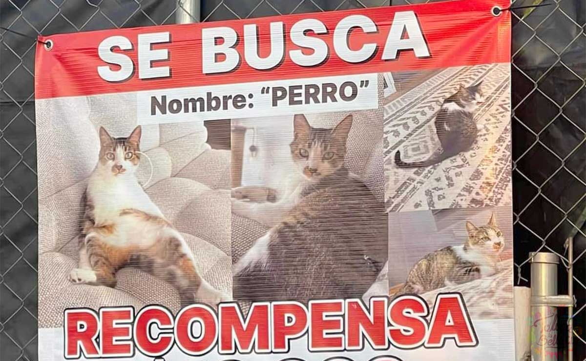 Se busca a gatito en Metepec
